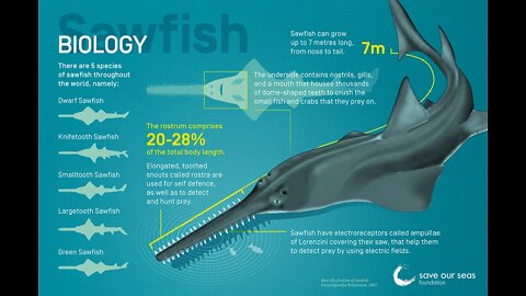 CASTING REEL CATCH SAWFISH {@SAW SHARK WEAPON, Sawfish, also known as carpenter sharks}