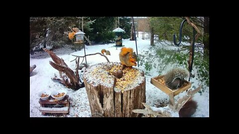 15 Minutes Of Squirrel Feeding Frenzy