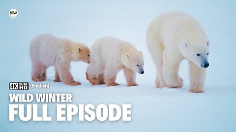 Adaptation - Wild Winter | Full episode | Nature documentary