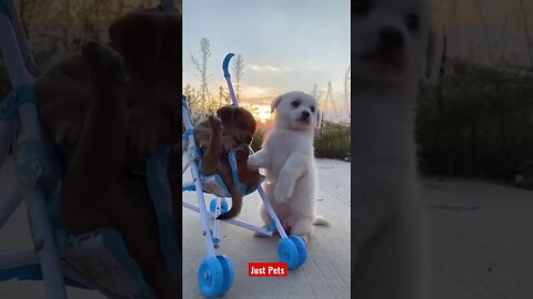 Puppies 🐶 Friends Forever #cute #funnyanimals #tiktok #funnyvideos #dog