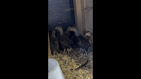 Bantam Chicks