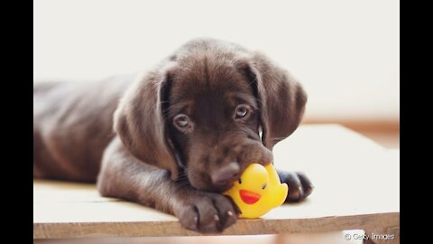 cute dog playing with butterfly