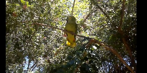 [Amazing] Parrot Imitates a Child Crying. Very Funny!