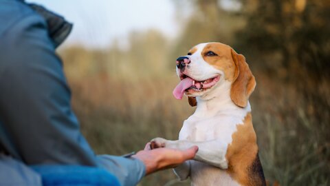 No One Doubts His Loyalty, but a Short Training Can Make Him More Disciplined