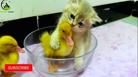 A Cute Kitten Play With Two Cute Duckling | Cute Friendship