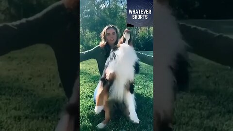 Trusty Pup: A Hilarious Trust Fall with their Dog #shorts #dog #animals #cute