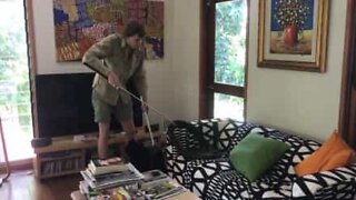 Huge python captured on a sofa in Australia