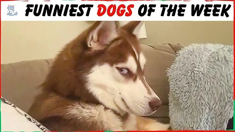 Laugh Out Loud with these FUNNIEST Dogs Of The Week 🤣🤣