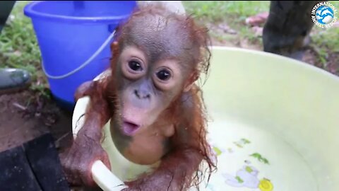 ORANGUTAN BABY SCHOOL