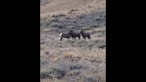 Bighorn fight!