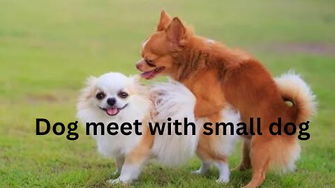 Big Dog meet with a small dog