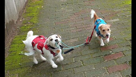 Jack Russell trained to fetch dog's leash if owner drops it