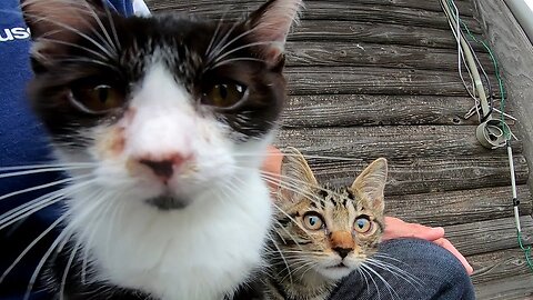 Kittens relaxing on my lap are way too cute