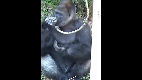 Gorilla dance steps, You will impress!