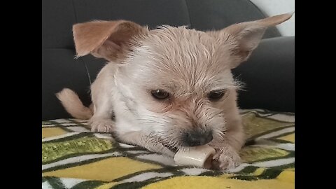 This puppy is a little sensitive when eating snacks.