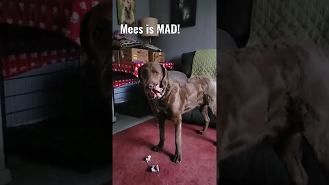 Throwing a fit, mees MAD! #funnydog #crazydogs #sillychesapeake