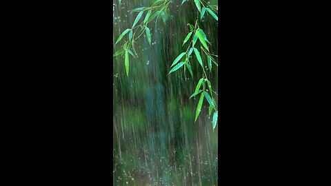 Falling into deep sleep instantly with forest beautiful heavy rain