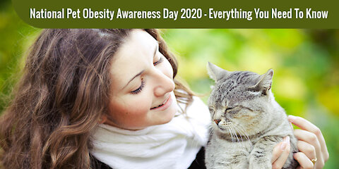 National Pet Obesity Awareness Day – Everything You Need to Know