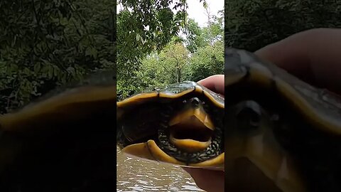 I had to save a turtle I accidentally caught while fishing in the creek!