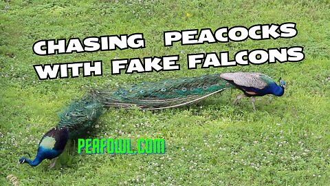 Chasing Peacocks With Fake Falcons, Peacock Minute, peafowl.com