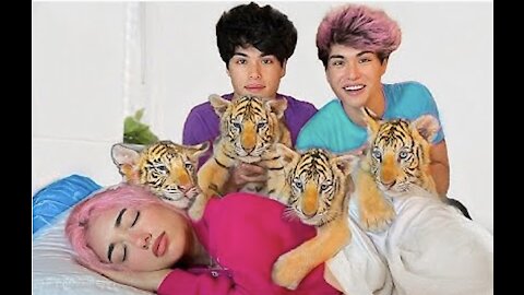 SURPRISING BESTFRIEND WITH BABY TIGERS - Stoke Twins