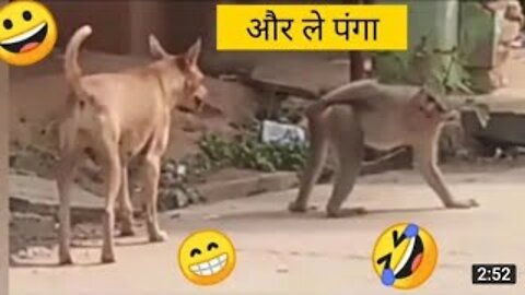 Monkey vs dog real fight | funny dog vs monkey video l funny video l comedy videos