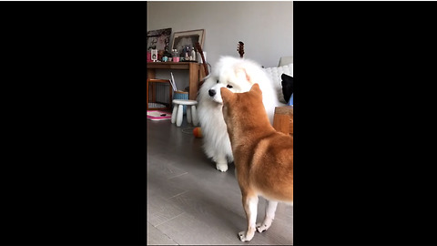 Shiba Inu Is So Baffled When Samoyed Howls Along To Music