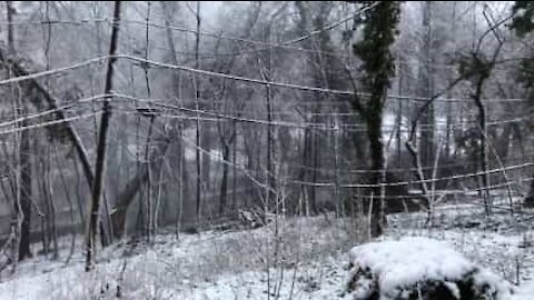 Il crollo di un enorme albero negli USA