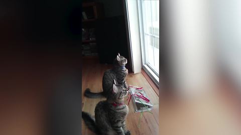 "Two Grey Cats Click And Chirp While Staring Out Of A Window"