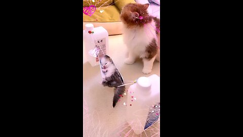 cute beautiful kitten 😻 Amazing video