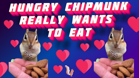 Hungry chipmunk really wants to eat