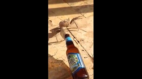 Beer crab