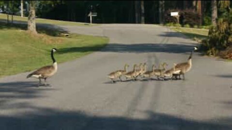 Piloto automático da Tesla detecta patos atravessando a estrada