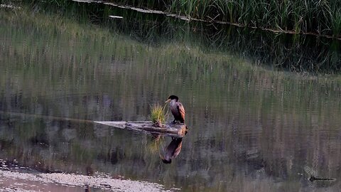 A Double-crested Cormorant, 3 Moose, A few Wapiti, and a large Oncorhynchus clarkii