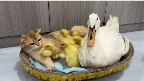 Quacking Up: Mother Duck's Quest to Find a Nanny Kitten for a Cozy Nap! 🐥😽 #AdorableDuo