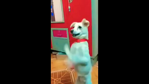 dog dance funny video 🤩 #shorts