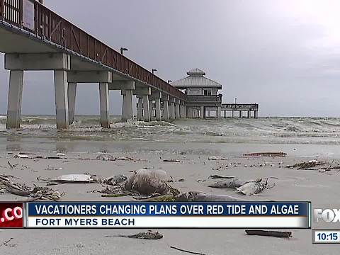 Vacationers change plans due to fish kills on Fort Myers Beach