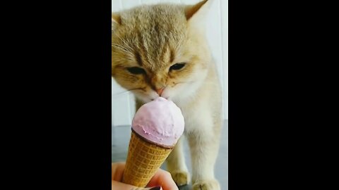 Adorable Cat eating ICE CREAM