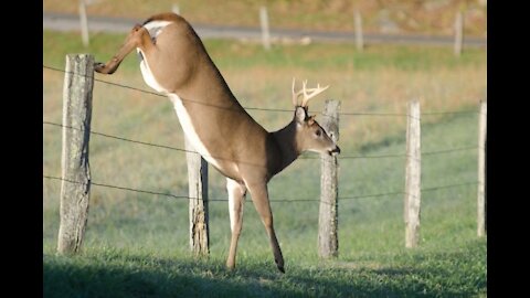 ron sneezes and scares away deer