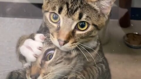 Kittens Jump On Each Other After Seeing Woman Outside Pet Shop