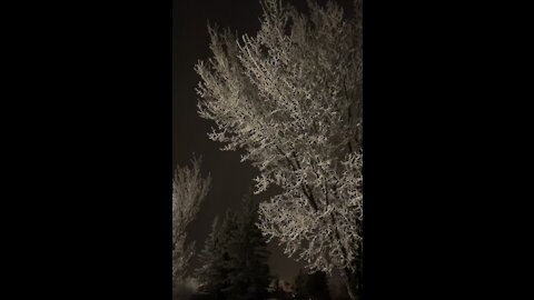 Brrrr... it’s cold but it’s also the perfect conditions for hoarfrost to form ❄️🥶❄️🇨🇦