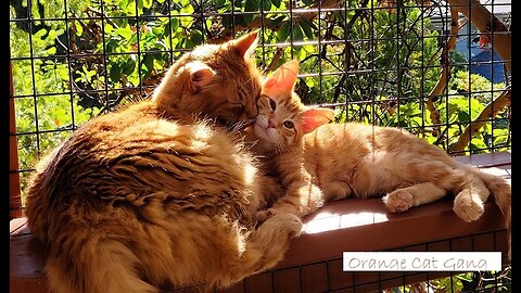 Adorable Cats bath time!