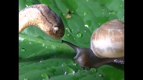 Snake eats snail