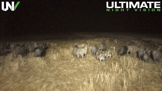 Hunting Hogs with Belt-fed Machine Guns