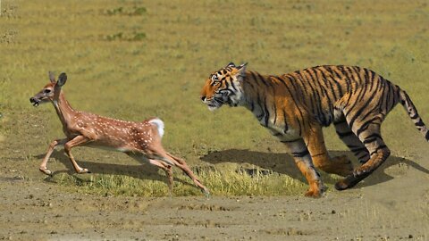 TIGER VS DEER | Baby Deer Try To Escape From Tiger Hunting But Failed