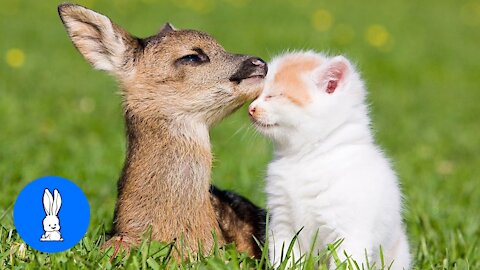 Baby Deer (Fawn) Jumping & Hopping - CUTEST