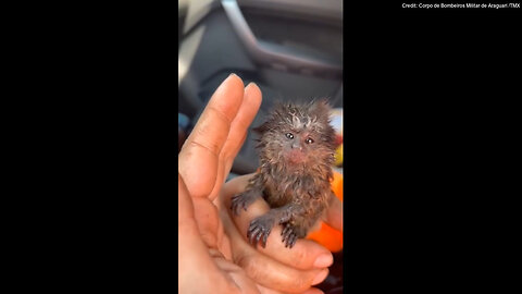 Baby Marmoset Rescued From Forest Fire By Officials In Brazil