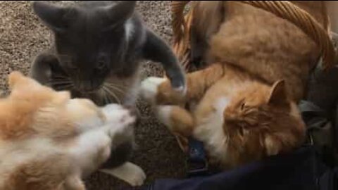 Dog ends supposed battle between cats