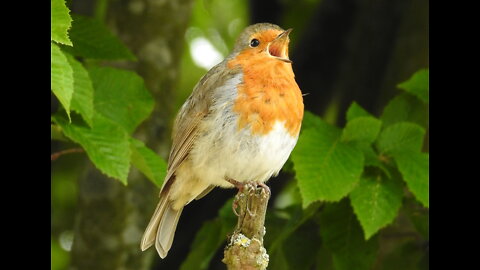 A Robin's Song