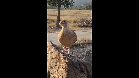 Irani teetar ki mast awaz